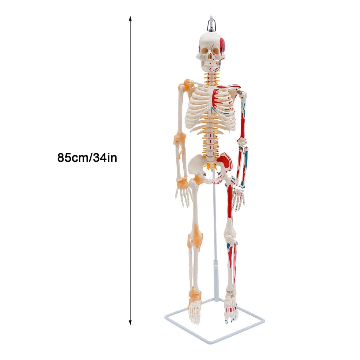 85cm Human skeleton manikin